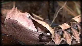 Gaboon Viper 04 - Dangerous Animals