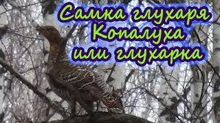 Самка глухаря - Копалуха или Глухарка весной