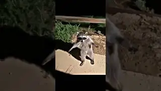 Pedro Pedro Pedro - Raccoon 🦝 Bro admits his crime 😂 