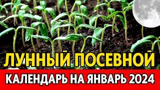 КОГДА И ЧТО сеем, поливаем, пересаживаем. Лунный посевной календарь на ЯНВАРЬ 2024