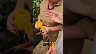 Для лечо - идеально! Сорт сладкого перца для теплиц и открытого грунта.