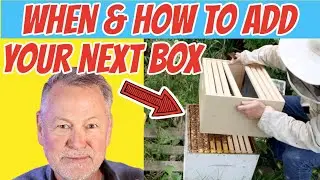 Beekeeping: When & How To Add Your Next Honey Or Brood Box