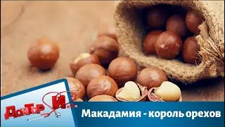 Макадамия - король орехов | Доктор И