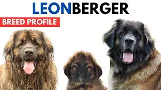 Leonberger Dog Breed Profile History - Price - Traits - Leonberger Dog Grooming Needs - Lifespan