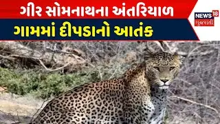 Gir - Somnath News : ગીર સોમનાથના અંતરિયાળ ગામમાં દીપડાનો આતંક | Gujarati Samachar | News18 Gujarati