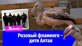 Краснокнижных птиц спасли от замерзания на Алтае