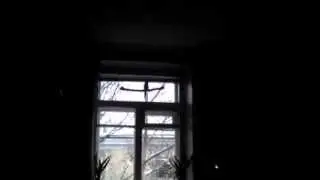 3-месячный самец кореллы Декстер распевается))