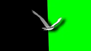 Bird flying | green screen Bird flying video | Bird flying green screen video | green screen videos