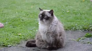 An ash cat with black ears sits in a clearing. ( Video Background Stock Footage Free )