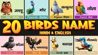 20 Birds Name in Hindi and English | पक्षियों के नाम | Birds Name | Hindi and English Vocabulary