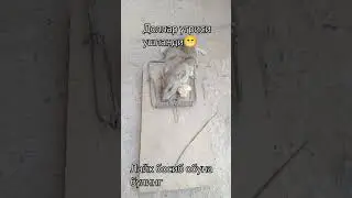 доллар угриси 