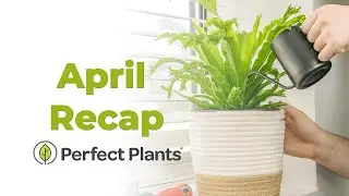 What's New on the Nursery | April 2023 | MyPerfectPlants.com