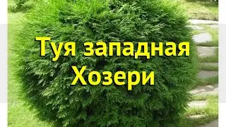 Туя западная Хозери. Краткий обзор, описание характеристик thuja occidentalis Hoseri