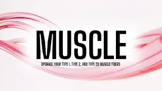 muscle (morphic field)