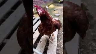 Funny chicken 🤣 hahaha 🐓🐔 