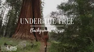 Under the tree : Acoustic Band Peaceful Sentimental Background Music