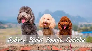 Пудель, Pudel, Poodle, Caniche