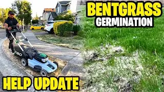 Bent Grass GERMINATION! Day 5 & 11- helping neighbor update from killing his lawn! ⛳️🏌🏾 + 🆘🛟