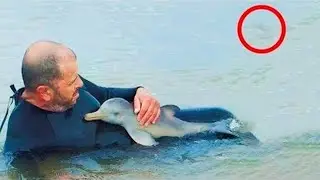 A diver saved a dolphin, unaware of what was hiding next to him!