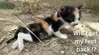 The story of saving a 5-day-old disabled kitten crying.