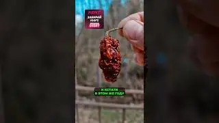 Cамый ОСТРЫЙ ПЕРЕЦ в мире 🌶🥵