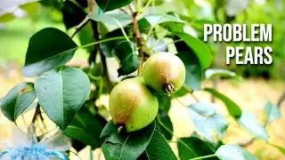 Common Problems with Growing Pear Trees