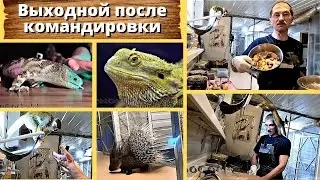 Выходной после командировки. Все соскучились.