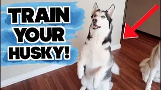 How To Teach A Siberian Husky TO LISTEN TO YOUR COMMANDS!