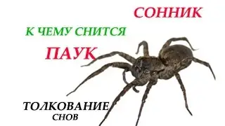 К чему снится паук Сонник