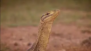 Sand Goanna INSANE Footage MONITOR Lizard | TTN REPTILE'S