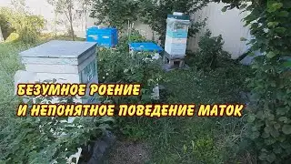 безумное роение и непонятное поведение маток