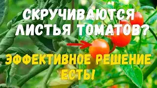 Почему скручиваются листья у томатов. Причины скручивания листьев. Эффективный способ решения.