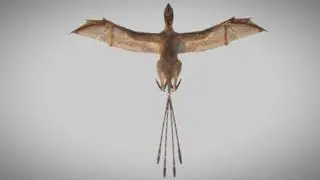 The Dino, Mentioned Ambopteryx Longibrachium, Lived 163 Millionth Year Ago For The Jurassic Period