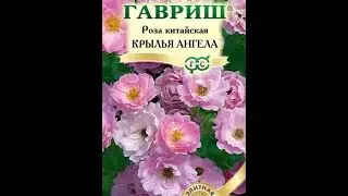 Роза 