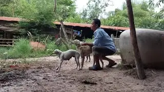 Breeding dogs for free, if you need me, breed me for free