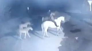 Конокрады гонят табун по ночам. Real Video