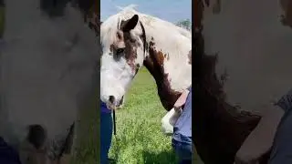 GIANT RESCUE HORSE "Maple" gets an Equally Massive Chiropractic Adjustment! 🐴🤯 #shortsfeed #horses