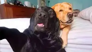 Funniest ANIMAL Videos 2025 That’ll Instantly Boost Your Mood!