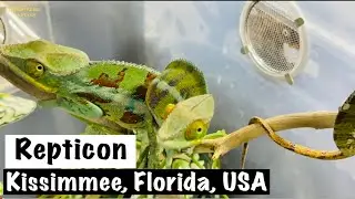 Repticon | America's Finest Exotic Animal and Reptile Expo!