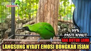 pancingan cucak ijo gacor,bikin cucak ijo lain emosi bongkar isian