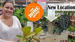 Home Depot Shop With Me | New at my store| #plants #new #homedepot #shopping #shopwithme #anthurium