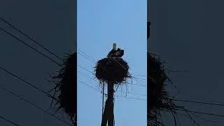 Наш яйца подкатывает Аистине #брестскийаист #birds #stork #брест #nature #аист #природа #animals