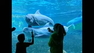 Missing seeing the Dolphins at SeaWorld #natureathome #natureweek #4u #4upage #fypage #dolphin