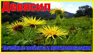 Девясил лечебные свойства и противопоказания (Кратко и Понятно!) | Лекарственные растения