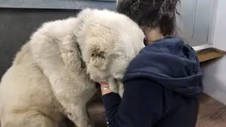Dog Breaks Down in Tears After Days of Neglect Following Trapped and Lost Leg