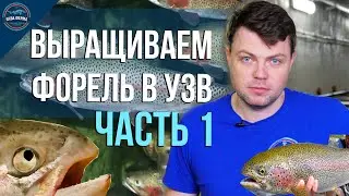 Выращивание форели в узв часть 1