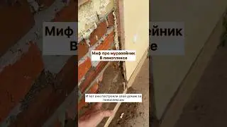 Муравьи едят пеноплекс?! 🐜😳 #стройка #строительстводомов #дом