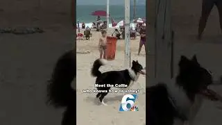 Volleyball-playing dog goes viral in Rio!