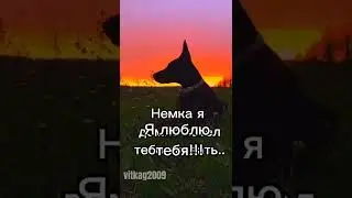 Эдит (добер, немец, бордер коли, коне рорсо, хаска) Зайки видео будут выходить ретко описание читать