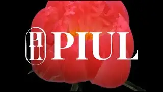 피울 PIUL 프리미엄 니치퍼퓸
